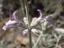 Imagem de Stachys rugosa Aiton