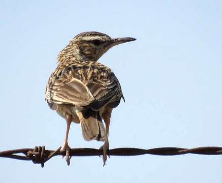 Image of Short-clawed Lark