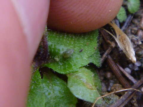 Image of Turnip aphid