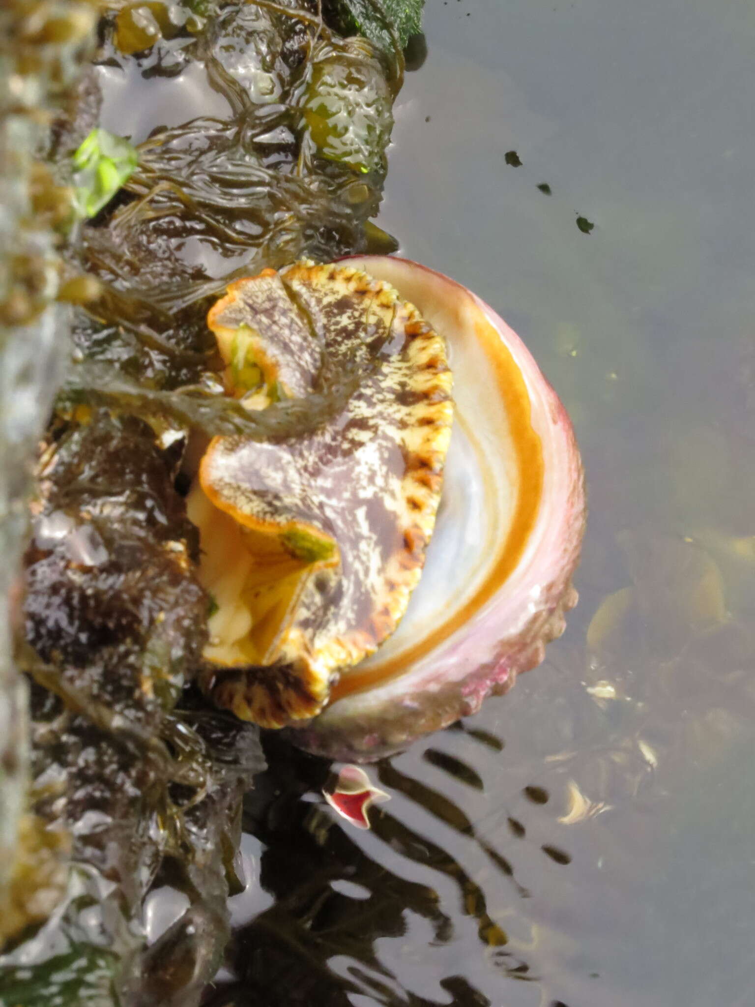 Image of Northern Abalone