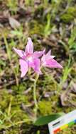 Image of Pink fairy orchid