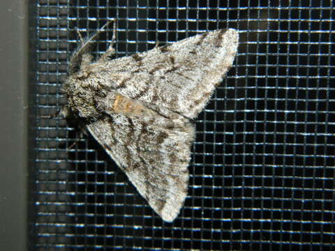 Image of Stout Spanworm Moth