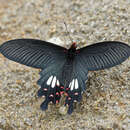 Papilio janaka Moore 1857 resmi