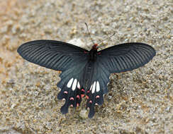 Papilio janaka Moore 1857 resmi