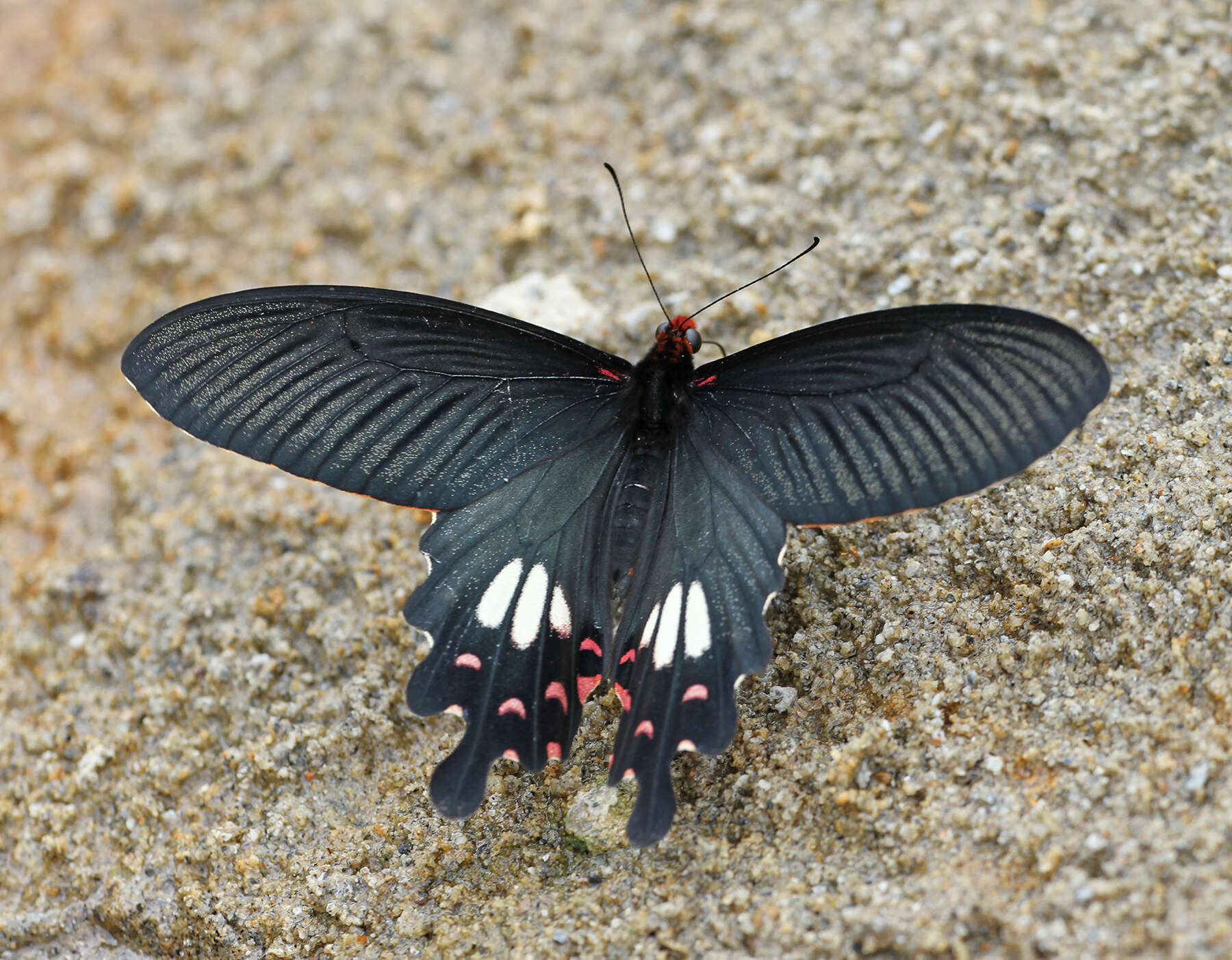 Image of Papilio janaka Moore 1857