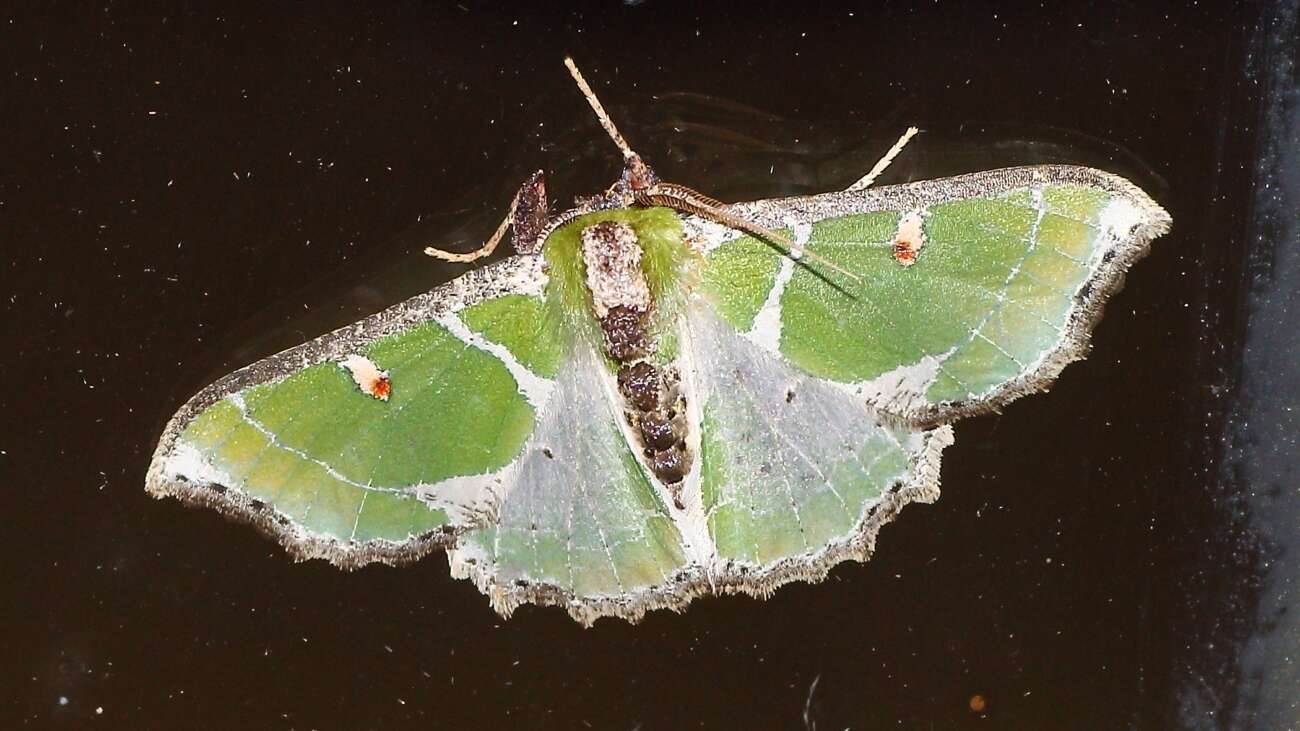 Image of Victoria albipicta Warren 1897