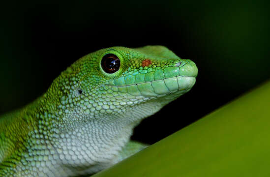 Phelsuma madagascariensis Gray 1831 resmi