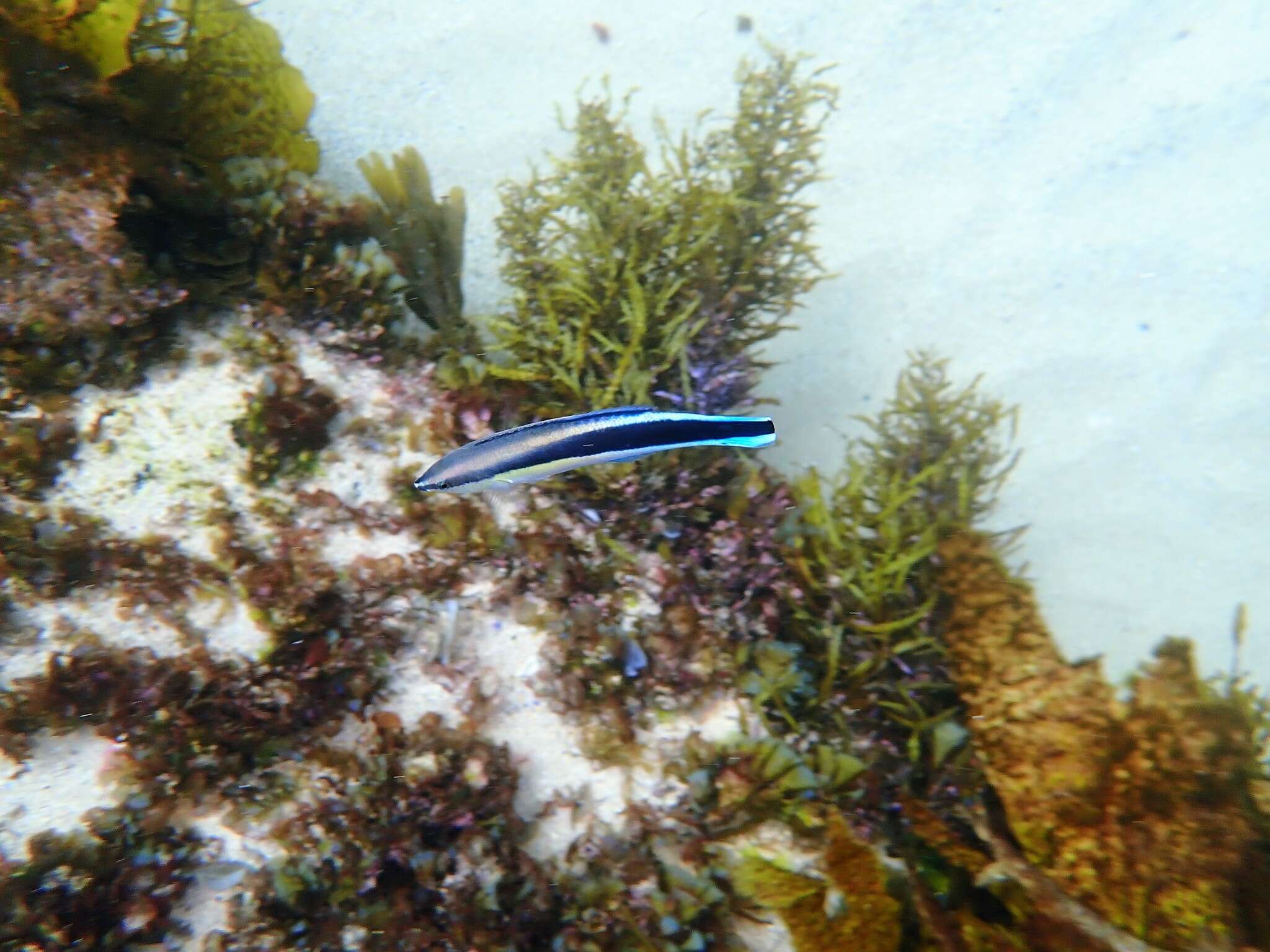 Image of Blue diesel wrasse