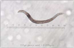 صورة <i>Phasmarhabditis hermaphrodita</i>