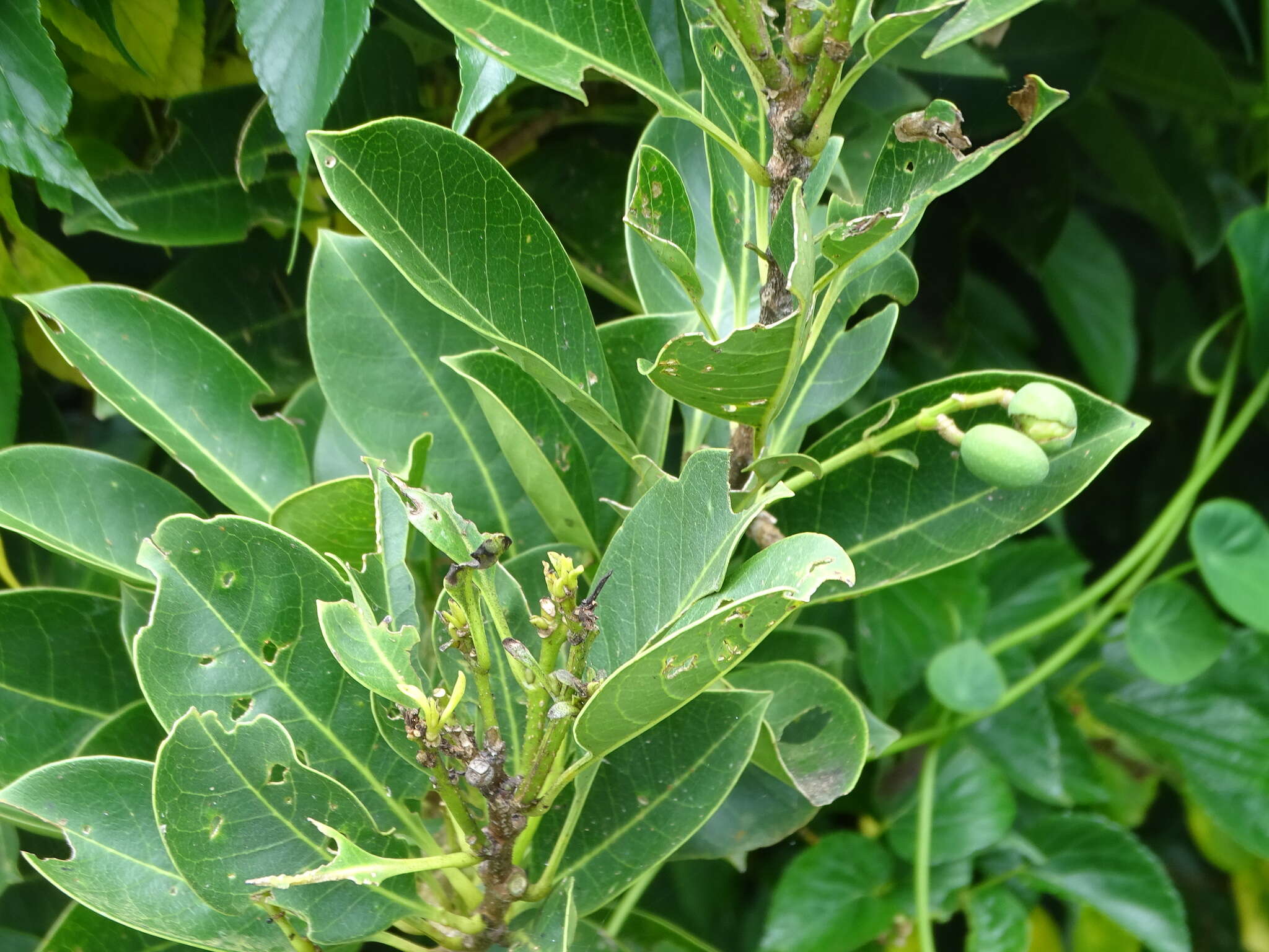 Image de Chionanthus ramiflorus Roxb.