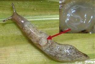 Image of grey field slug