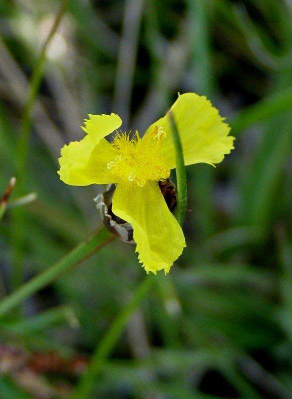 Image de Xyris capensis Thunb.