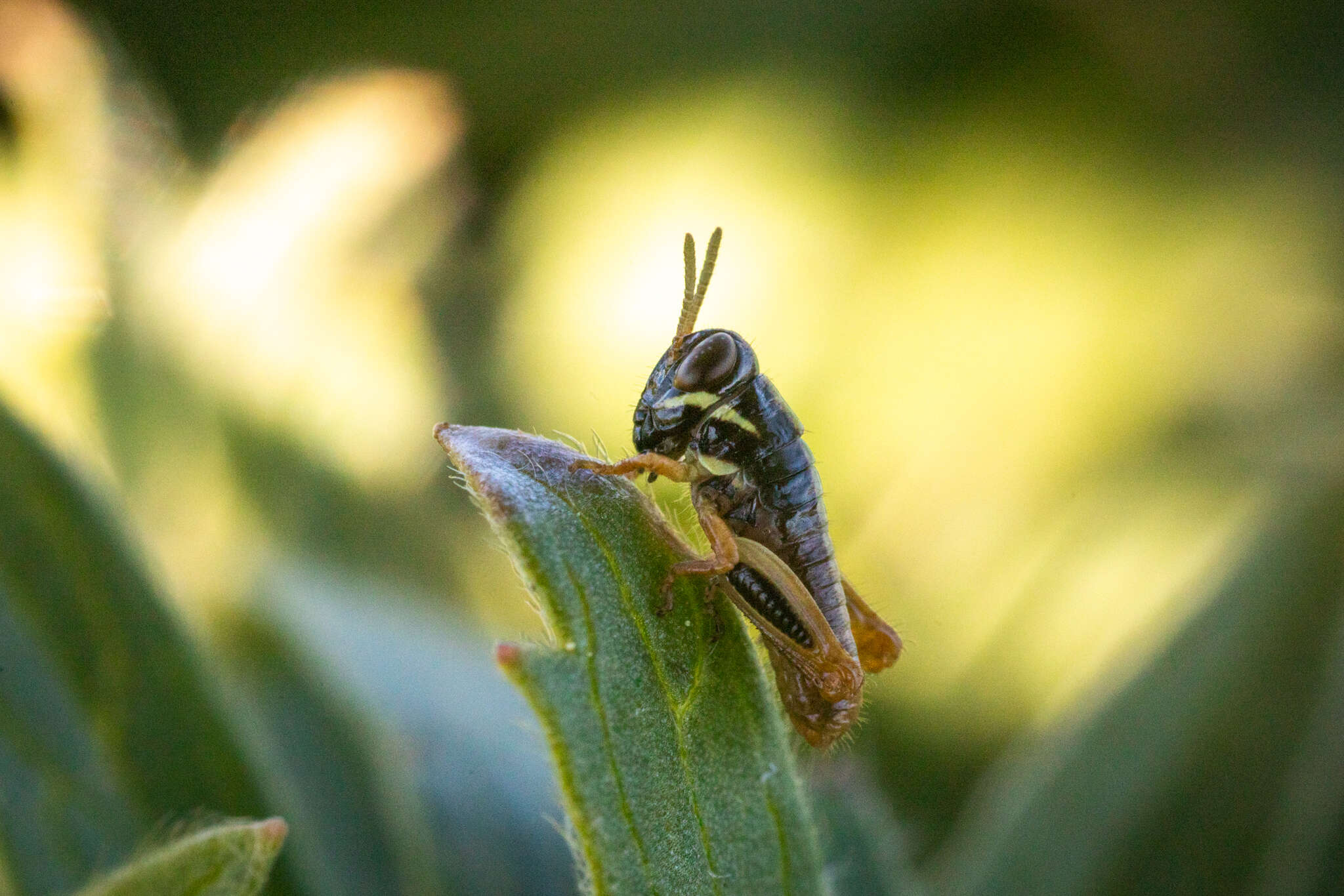 Слика од Melanoplus dawsoni (Scudder & S. H. 1875)