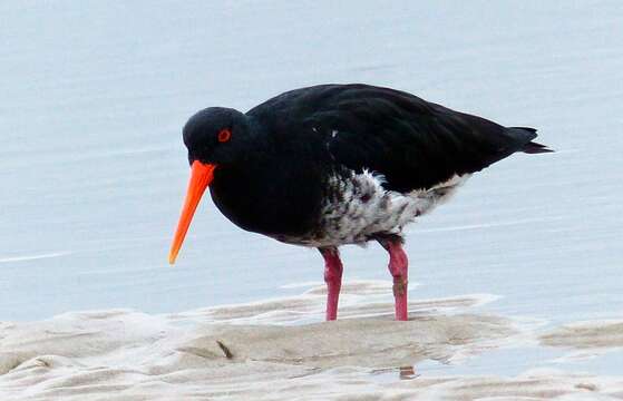 Image of Variable Oystercatcher