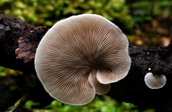 Image of Evasive agaric