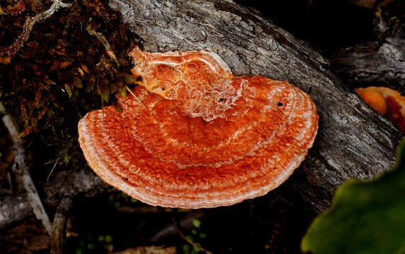 Image of Trametes coccinea (Fr.) Hai J. Li & S. H. He 2014