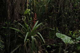 صورة Guzmania variegata L. B. Sm.