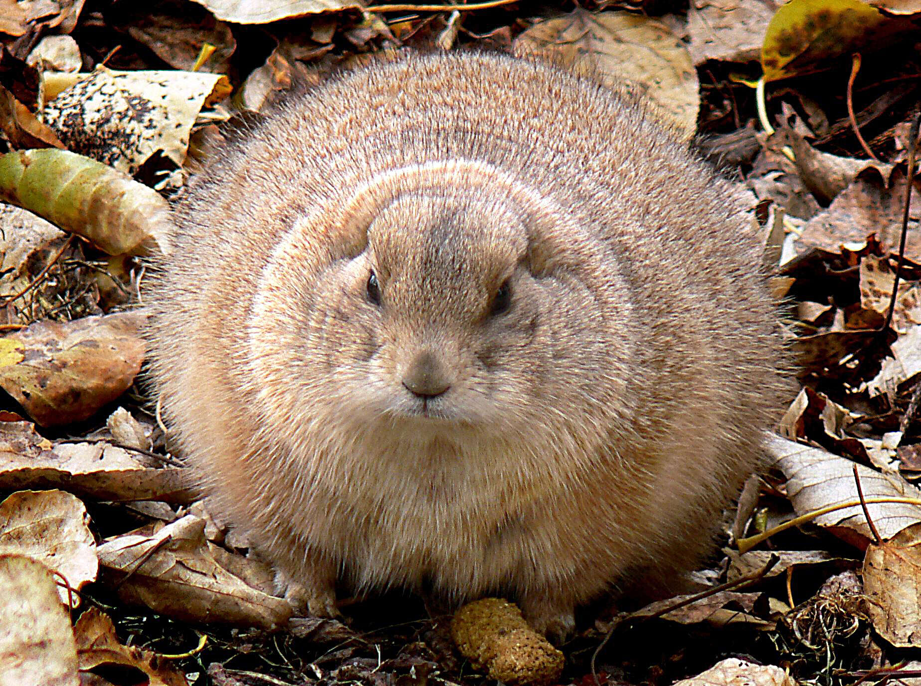 Image of Marmota subgen. Marmota Blumenbach 1779