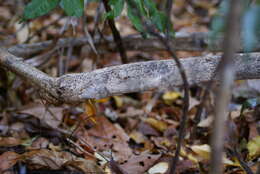 Слика од Uroplatus henkeli Böhme & Ibisch 1990