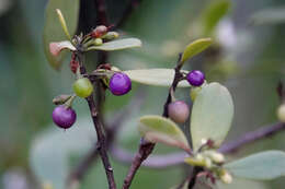 Myoporum boninense subsp. australe R. J. Chinnock resmi