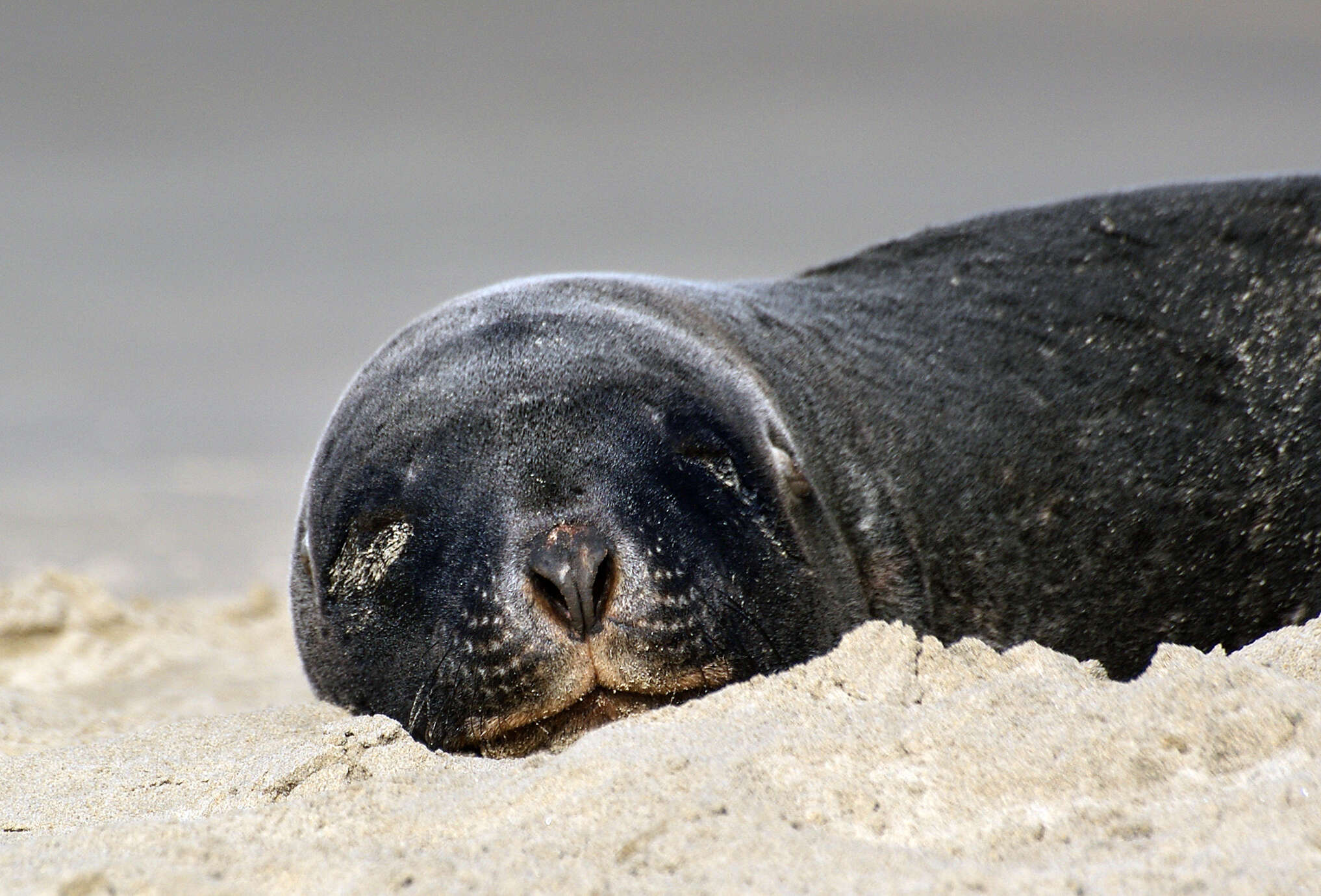 Image of New Zealand sea lion