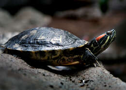 Image of slider turtle, red-eared terrapin, red-eared slider