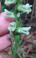 Image of Spiranthes sylvatica P. M. Br.