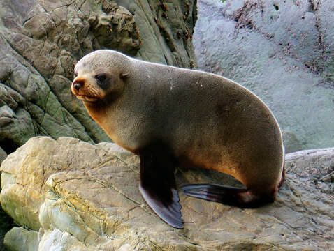 Image of Antipodean Fur Seal