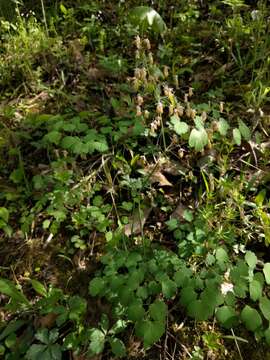 Image of early meadow-rue