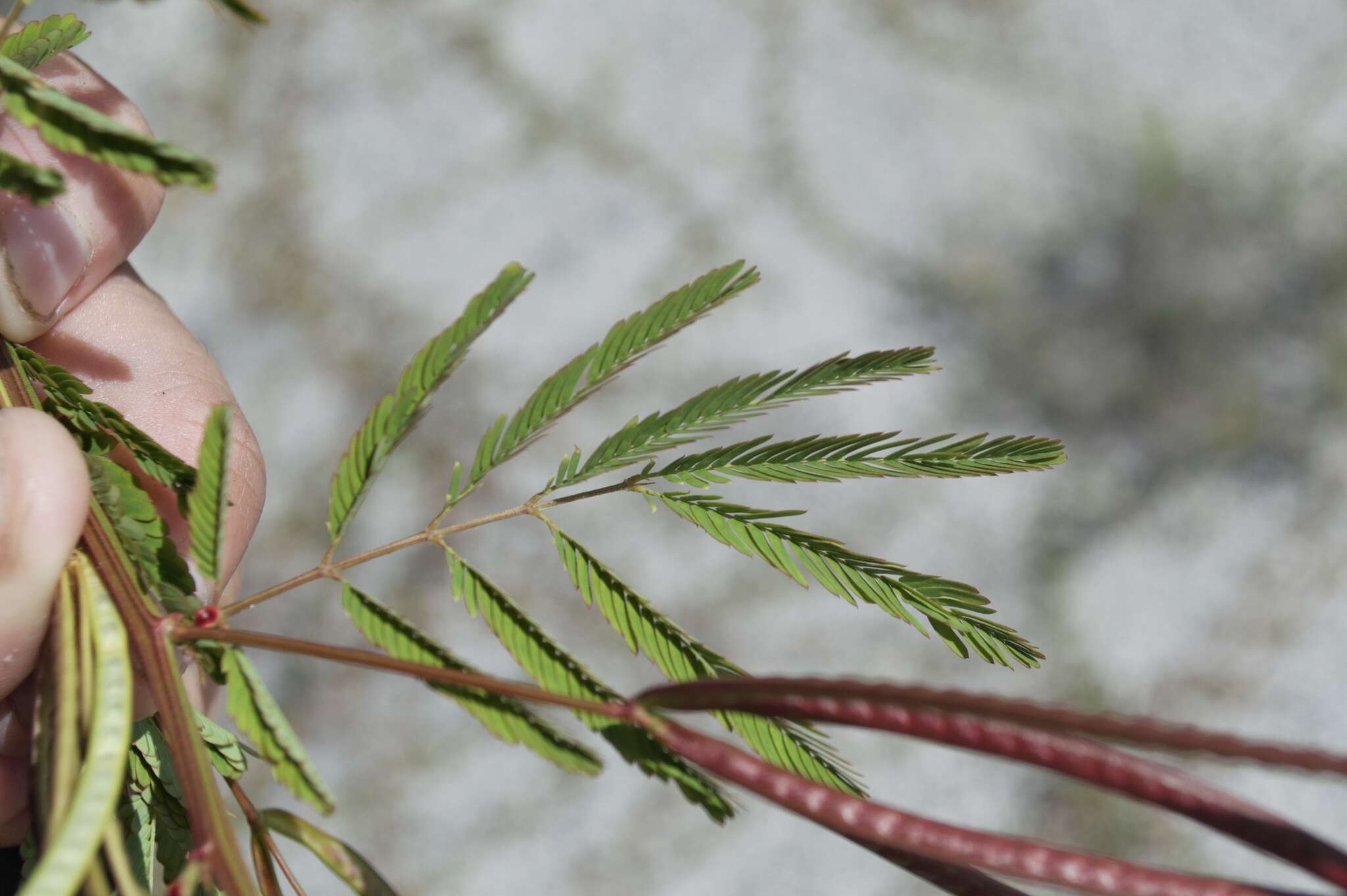 Desmanthus pernambucanus (L.) Thell. resmi