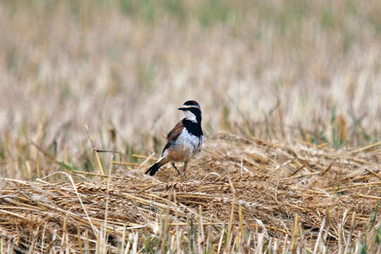 Image of Capped Wheatear