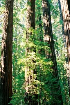 Image of redwood