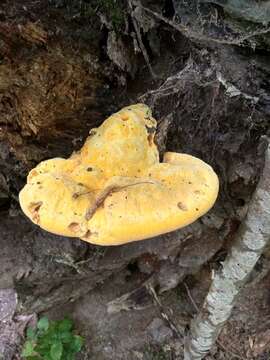 Image de Polypore safran