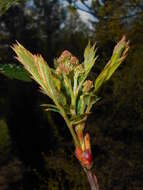 Image of Sorbus scalaris Koehne