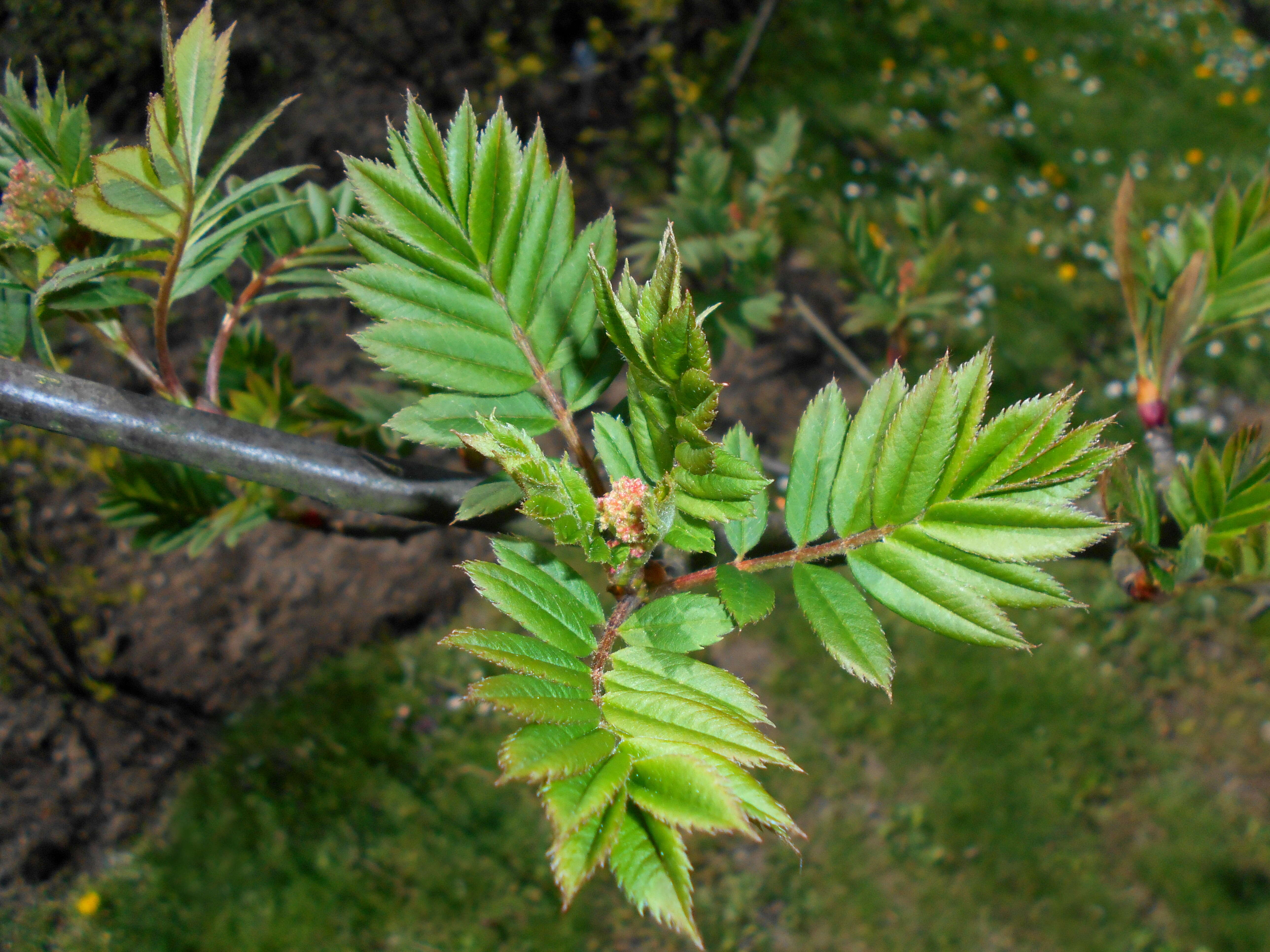 Image of Sorbus scalaris Koehne