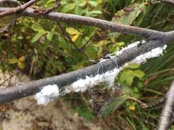 Image of Woolly Alder Aphid