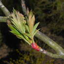 Plancia ëd Sorbus scalaris Koehne