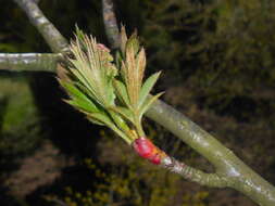 Image of Sorbus scalaris Koehne