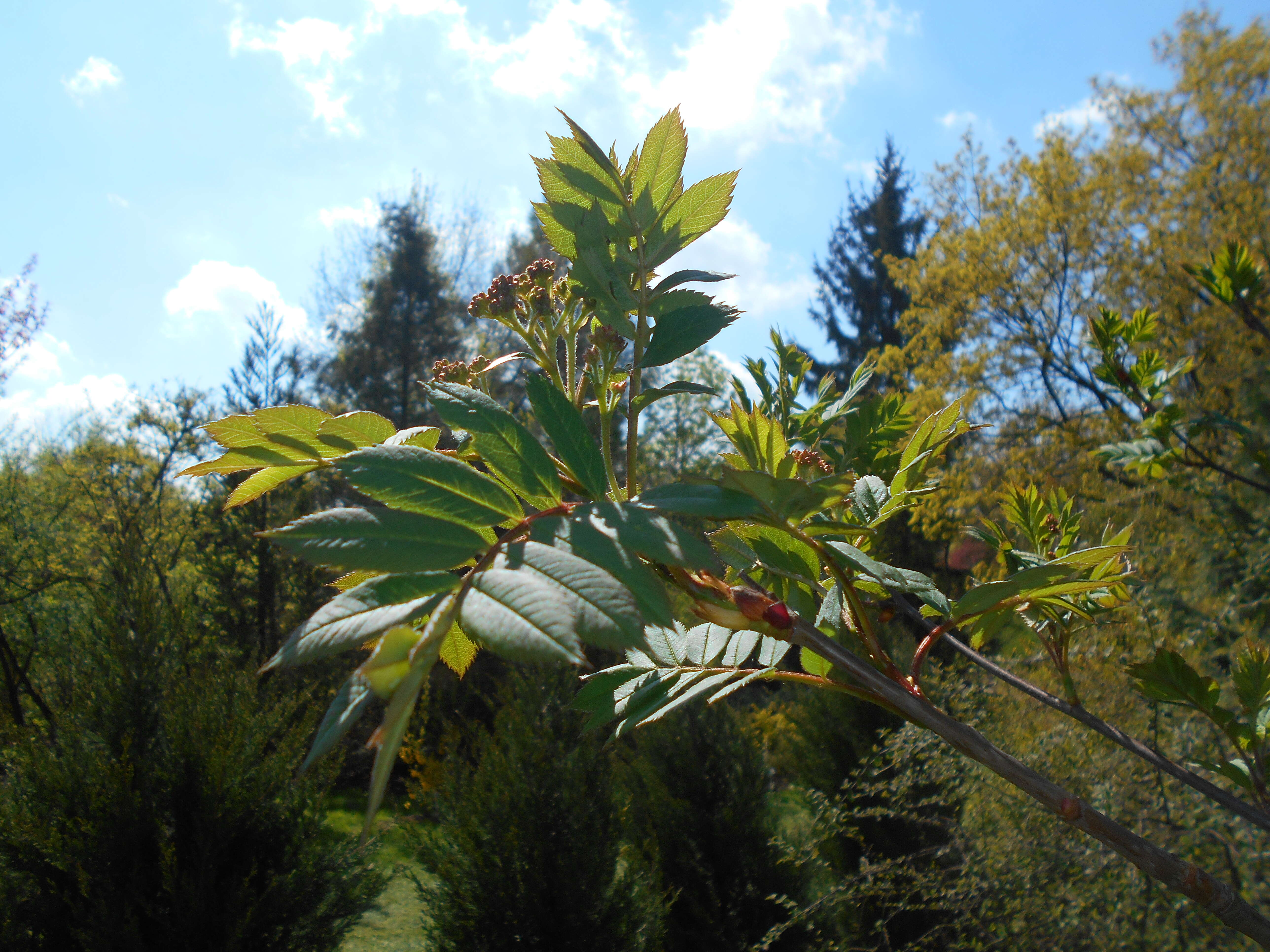 Image of Sorbus scalaris Koehne