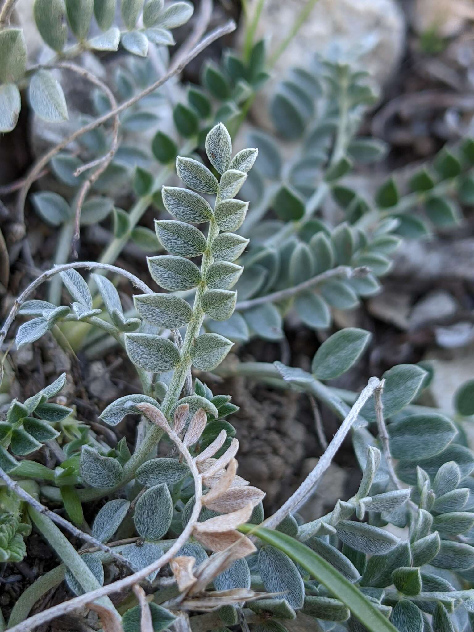 Image of Astragalus incanus L.