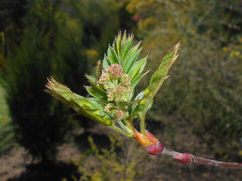 Image of Sorbus scalaris Koehne