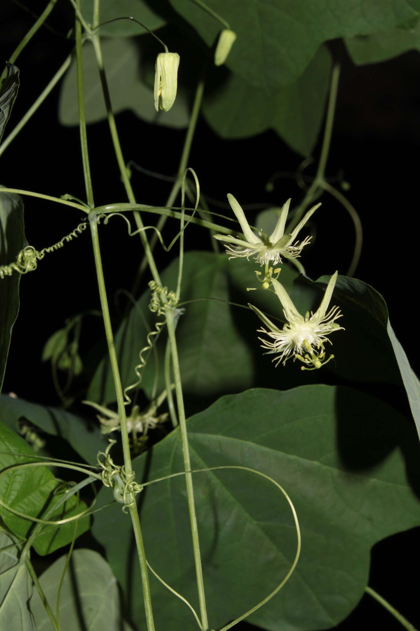 Image of slender passionflower