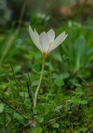 Image of smooth crocus