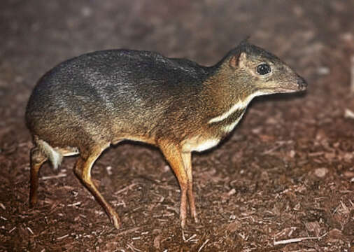 Image de Chevrotain de Java