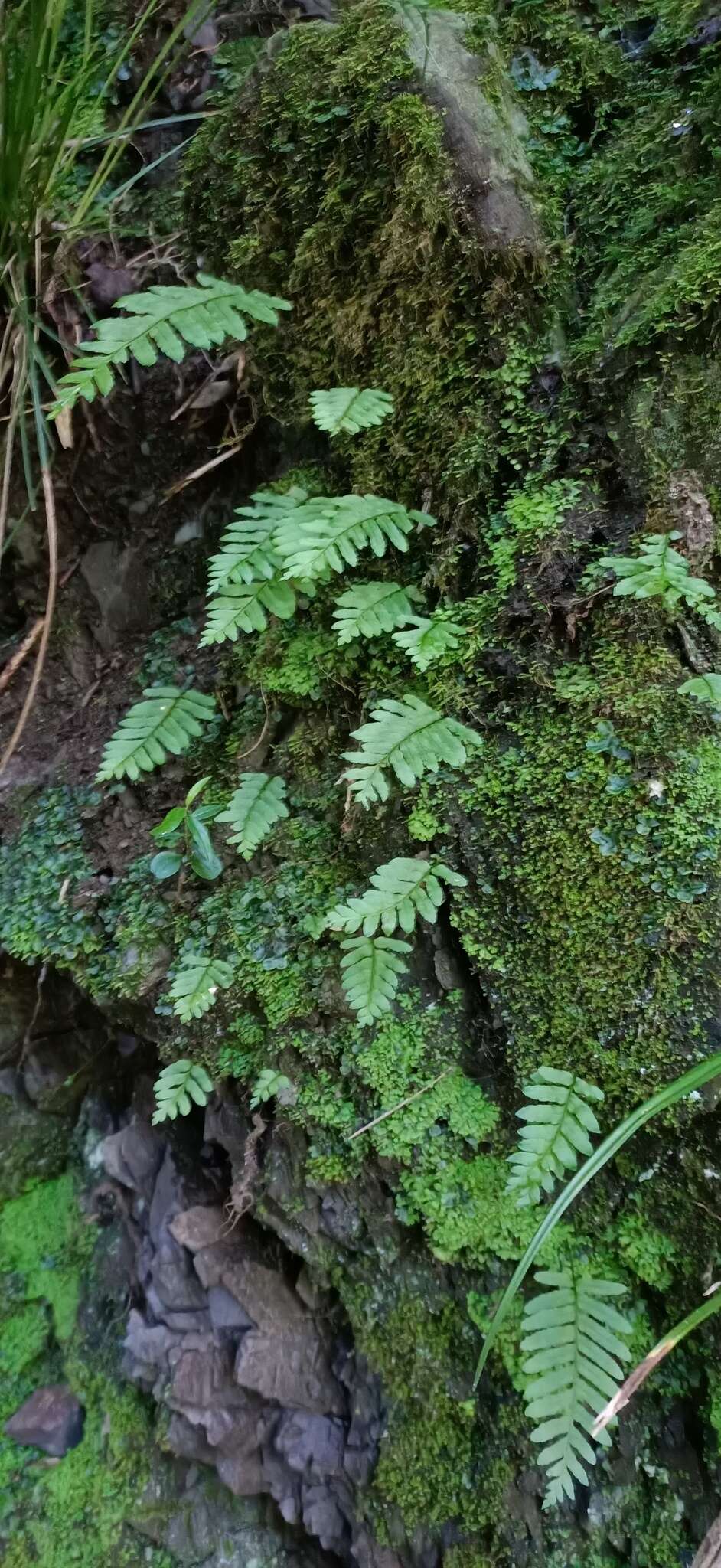 Image de Polypodiodes fieldingiana (Kunze ex Mett.) Fraser-Jenkins, Kandel & Pariyar