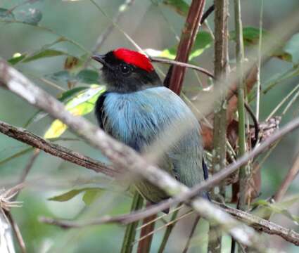 Image of Lance-tailed Manakin