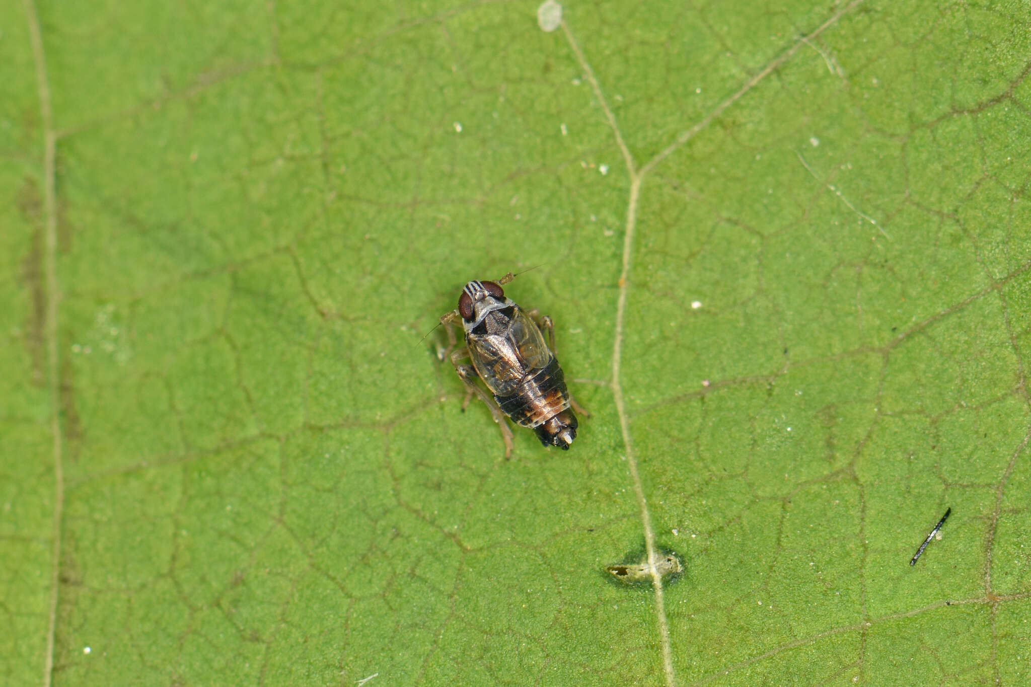 Hyledelphax elegantulus (Boheman 1847) resmi