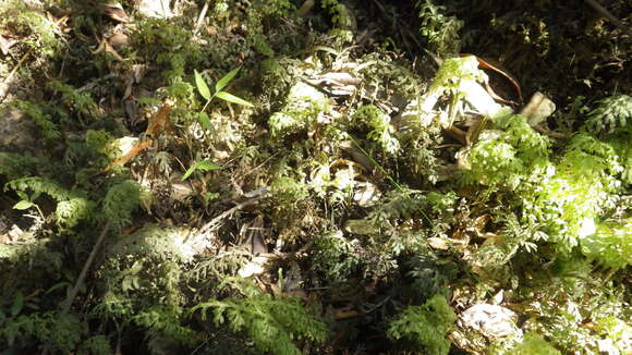 Image of Hymenophyllum caudiculatum var. productum (C. Presl) C. Chr.