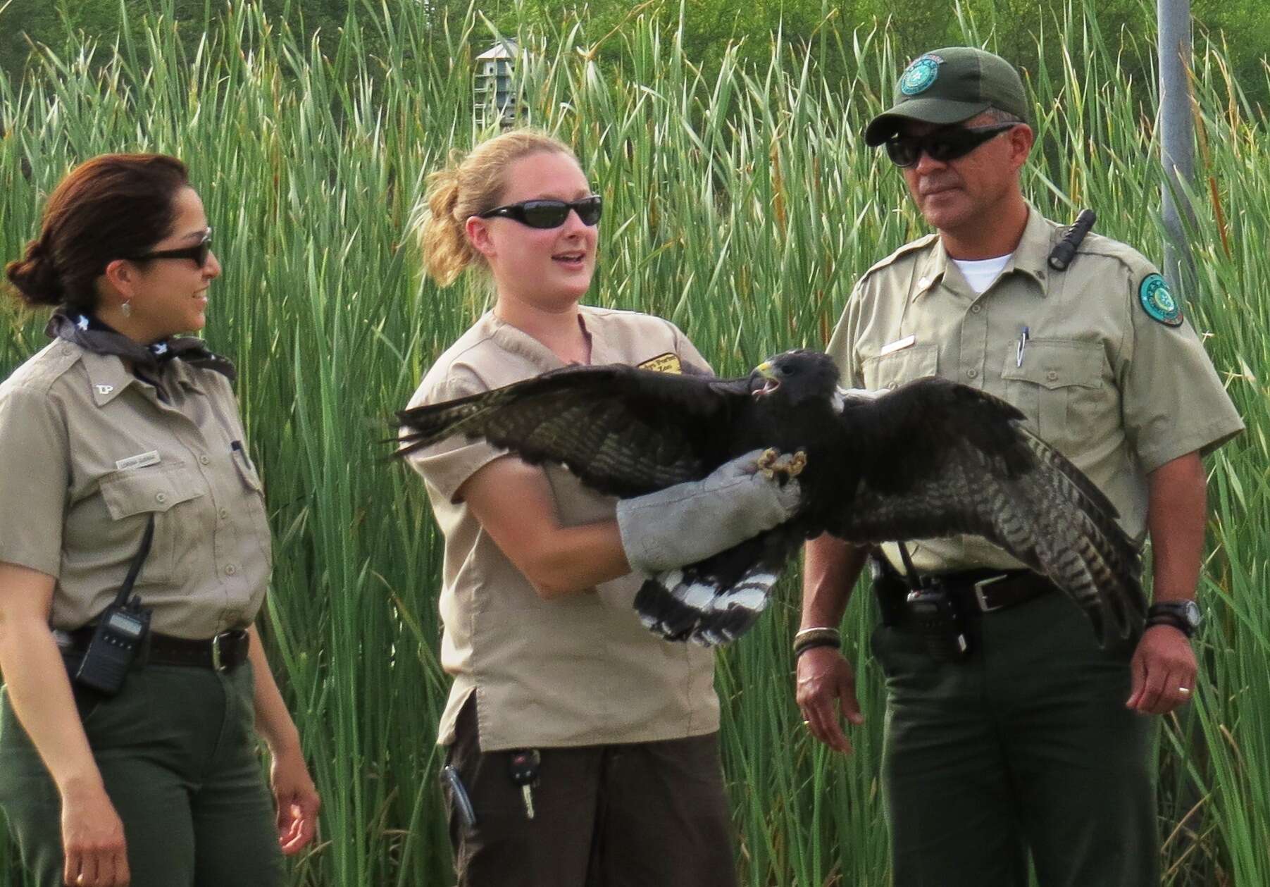 Image of Zone-tailed Hawk