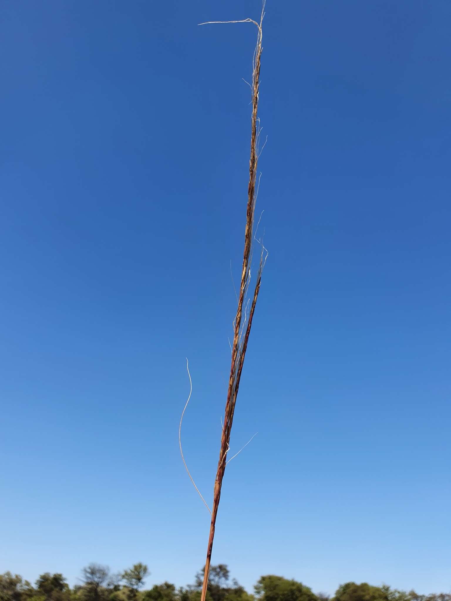 Image de Trachypogon spicatus (L. fil.) Kuntze